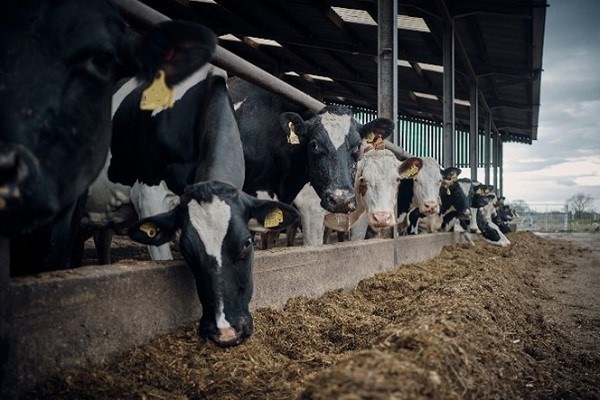 Cows at Curtis Hulme Farm